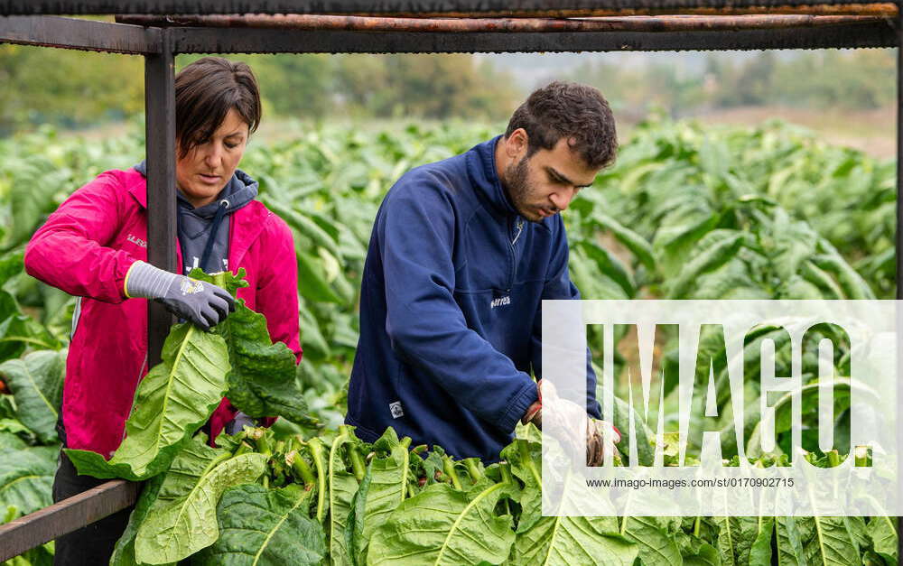 The Kentucky Tobacco Harvest In Rieti The Kentucky Tobacco plantation