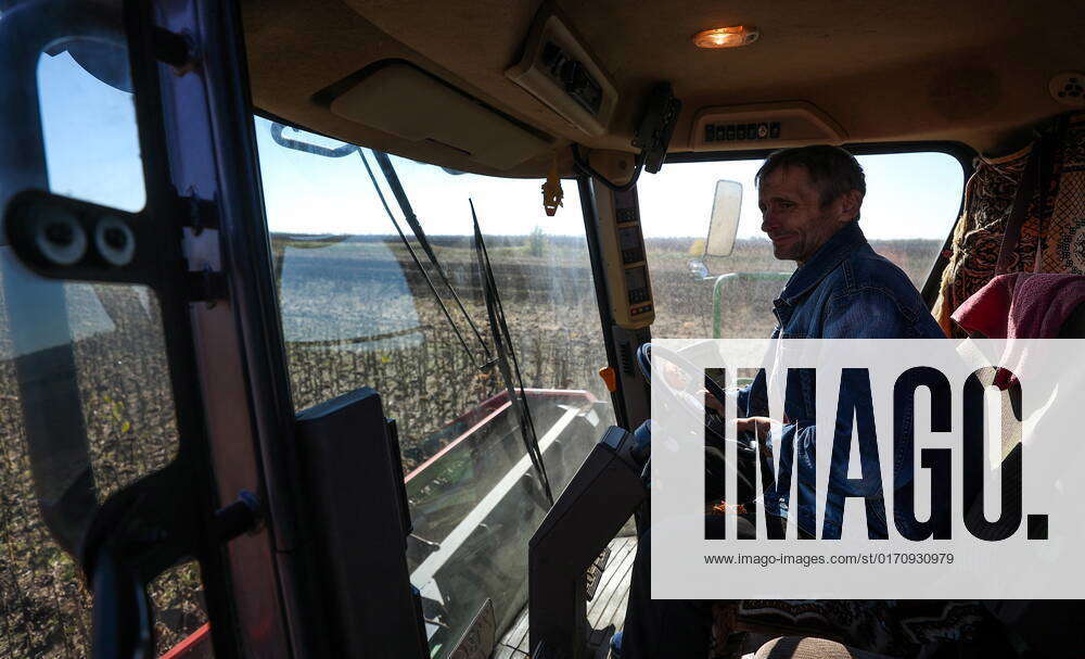 Russia. OCTOBER 15, 2022. Harvesting sunflower seeds in the fields of