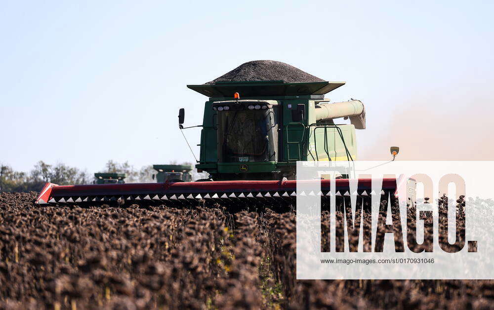 Russia. OCTOBER 15, 2022. Harvesting sunflower seeds in the fields of
