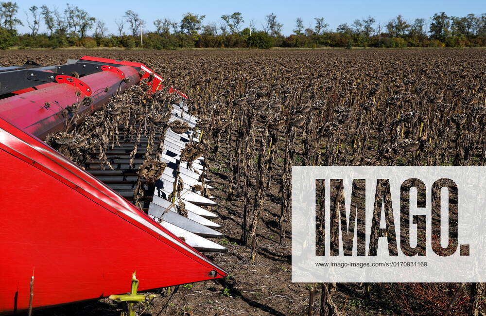 Russia. OCTOBER 15, 2022. Harvesting sunflower seeds in the fields of