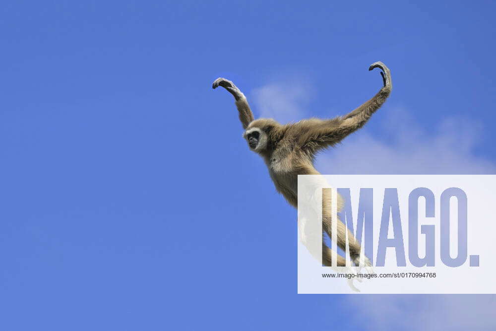 Jumping lar gibbon (whitehanded gibbon) (Hylobates lar), Malaysia