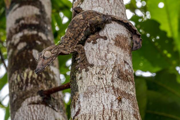 giant flat-tailed gecko Uroplatus giganteus , marojejy, Madagascar, Africa