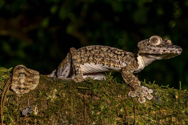 giant flat-tailed gecko Uroplatus giganteus , Montagne D amber ...