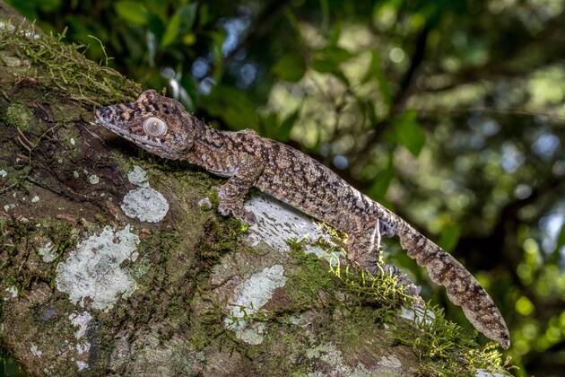 giant flat-tailed gecko Uroplatus giganteus , Montagne D amber ...