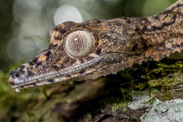 giant flat-tailed gecko Uroplatus giganteus , marojejy, Madagascar, Africa