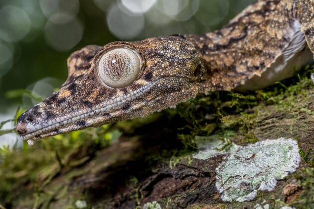 giant flat-tailed gecko Uroplatus giganteus , Montagne D amber ...