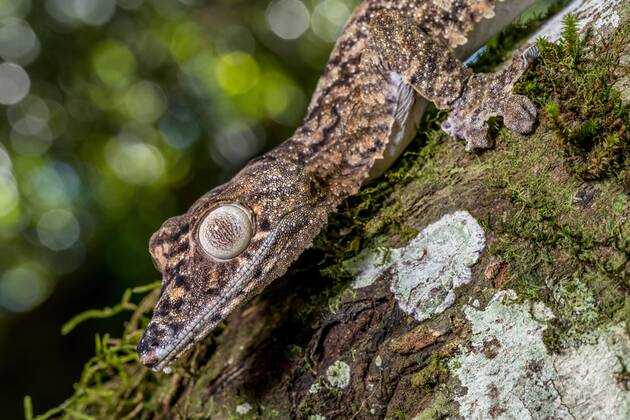 giant flat-tailed gecko Uroplatus giganteus , Montagne D amber ...