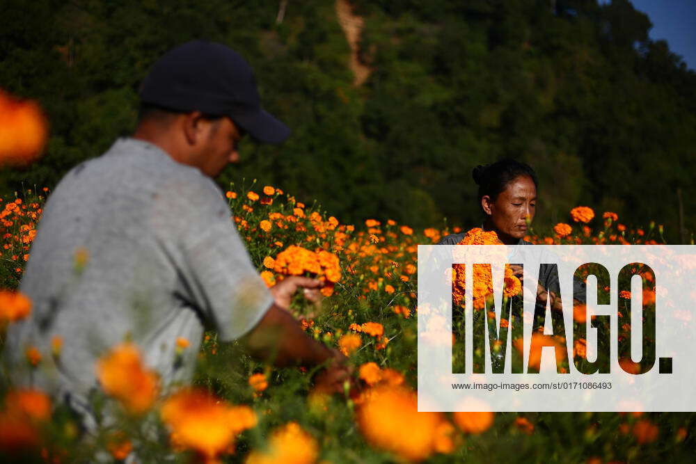 Marigold flowers in full bloom in Nepal ahead of Tihar Diwali Nepali