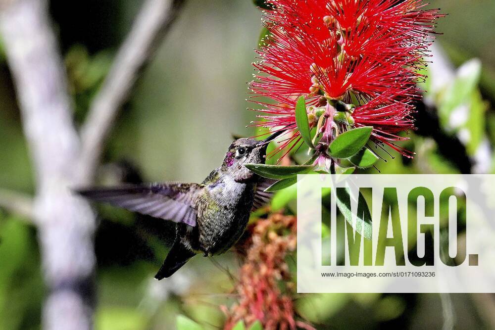 October 22, 2022, Pacific Grove, California, US Hummingbird sucks