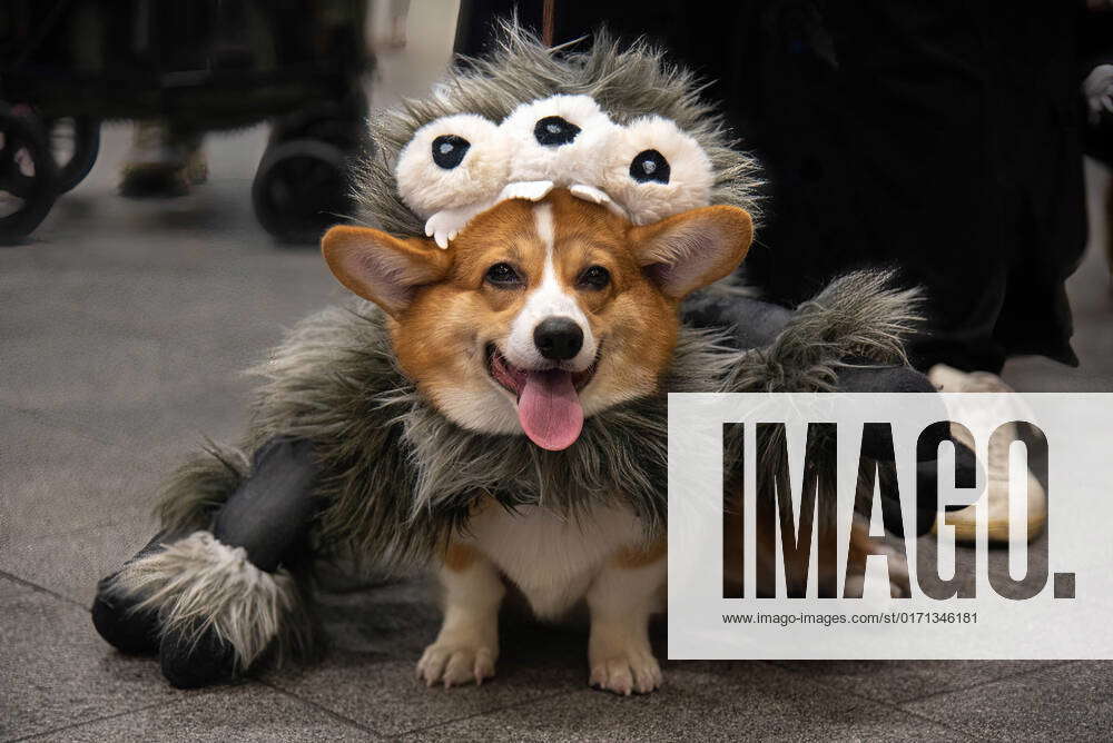 halloween costume bangkok halloween costume bangkok