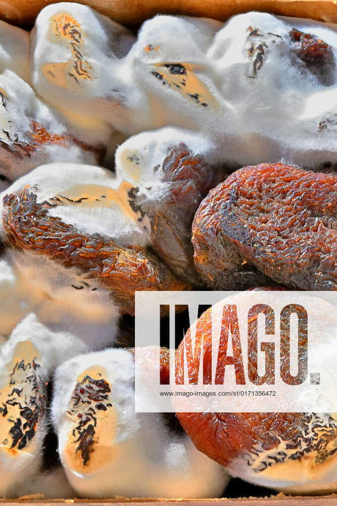 Caution mold infestation on dried apricots Munich Bavaria Germany