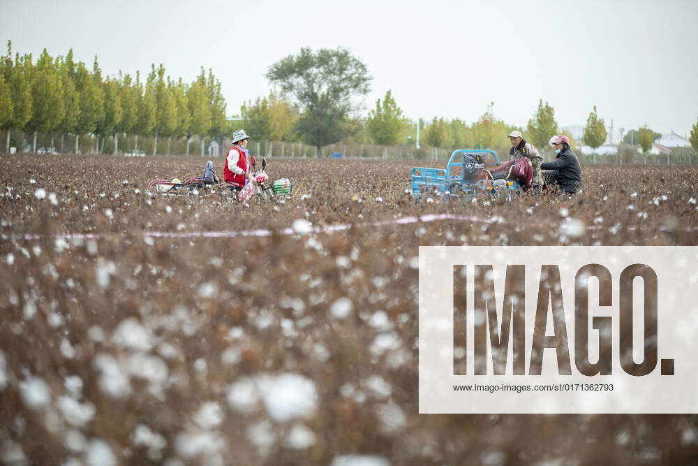Now it is the cotton harvest season, cotton farmers pick cotton every day in Yangliuxue Town