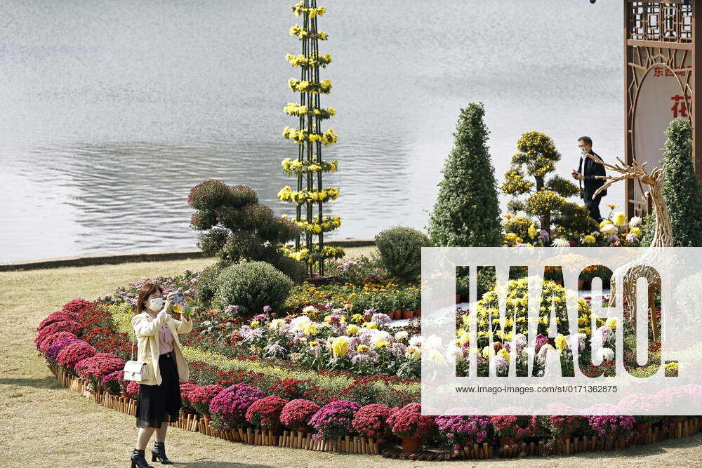 The chrysanthemums are in full blossom, attracting citizens to enjoy