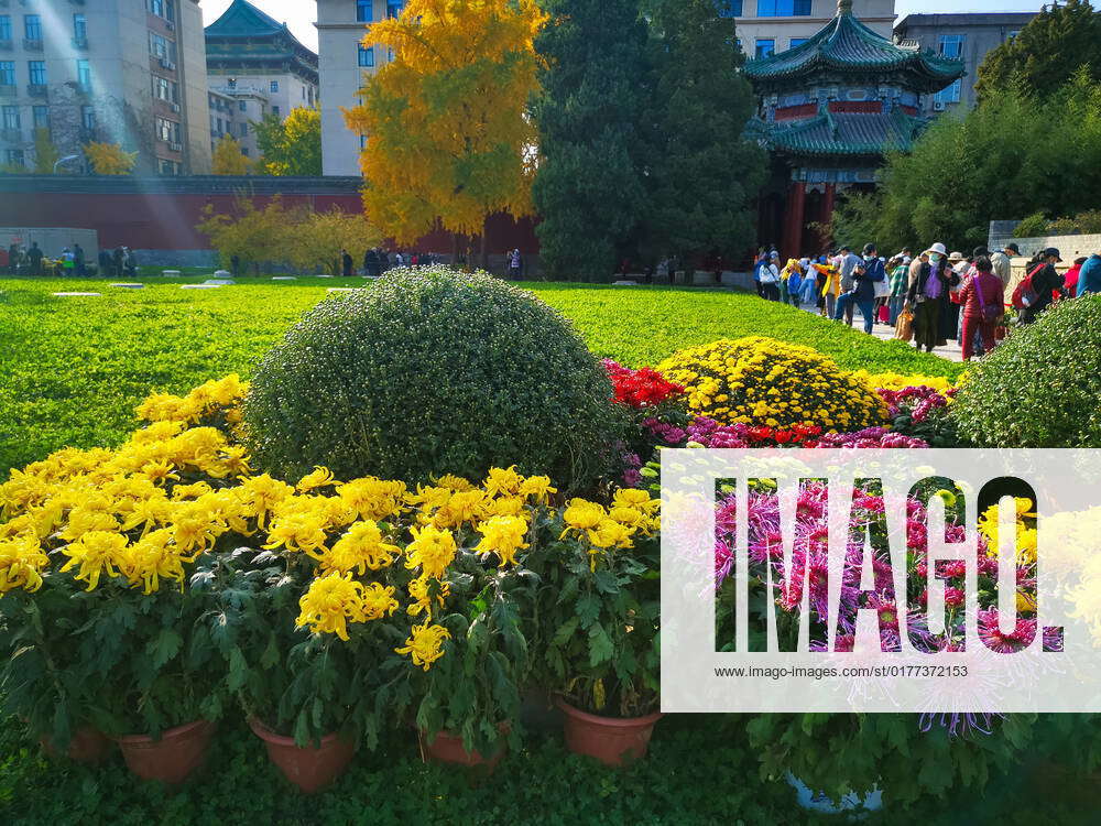 In the golden autumn, 15,000 pots of chrysanthemums are displayed at