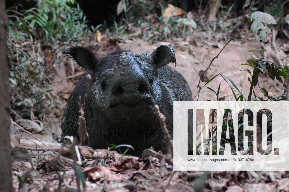 This image shows: Sumatran rhino called Tam, who was housed in Tabin