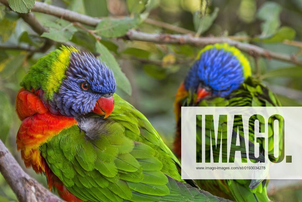 Two rainbow lorikeets (Trichoglossus moluccanus) resting in tree ...