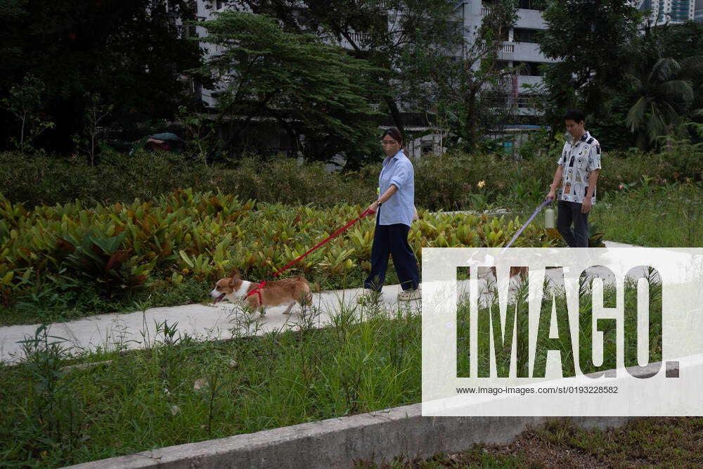 Dog Park In Bangkok People walk their dogs along the dog park zone inside the Benchakitti Forest