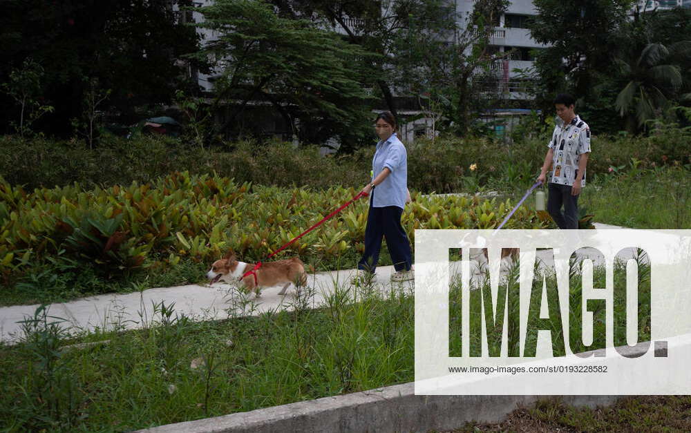 dog-park-in-bangkok-people-walk-their-dogs-along-the-dog-park-zone