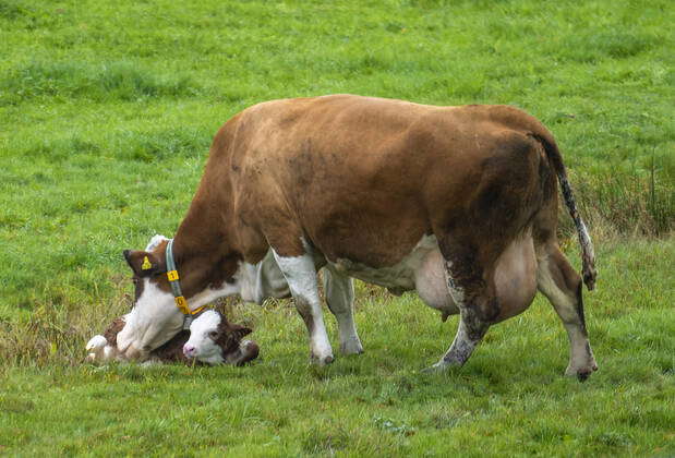 06 11 2022, Bad Wörishofen in Unterallgäu A cow has just calved and ...