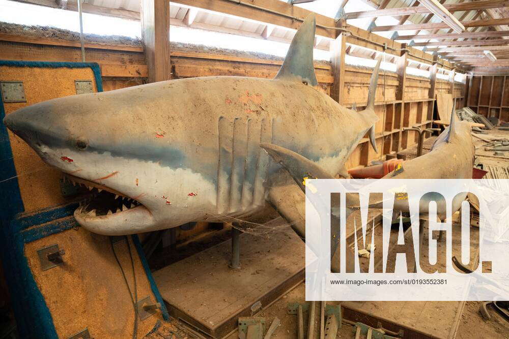 November 7, 2022, Seffner, Florida, USA Two fiberglass sharks owned by