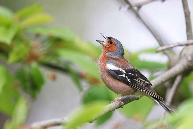 Chaffinch, Book Fink Fringilla coelebs , at Flight, Side view, Italy ...