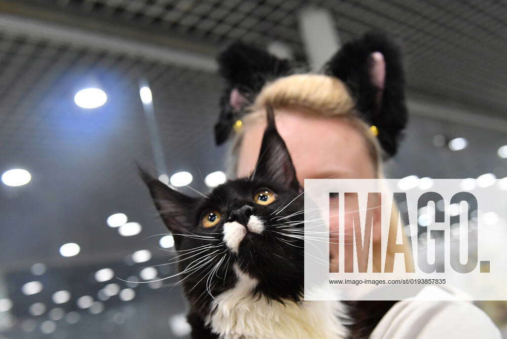 Russia Cats Show 8316027 12.11.2022 A girl holds a Maine Coon cat at a