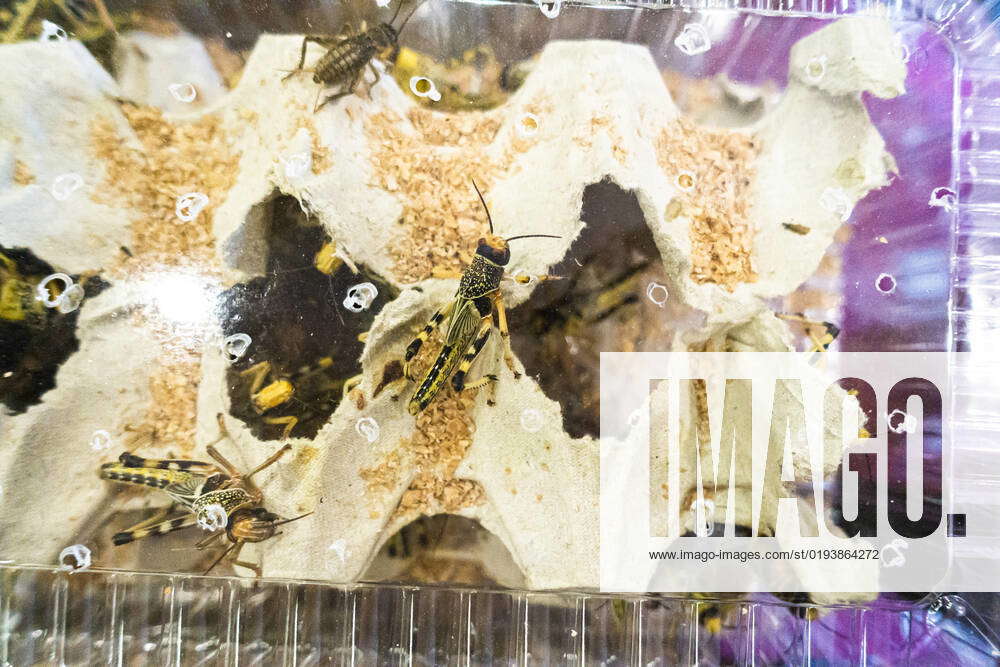 Exhibition of exotic plants, insects, terrarium animals and accessories