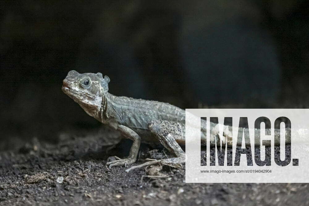 Frontal lobe basilisk, Green basilisc, Basiliscus plumifrons, sitting ...