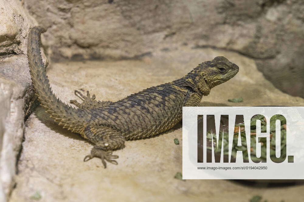 Blue spiny iguana, Sceloporus serrifer cyanogenys, sitting on stone ...