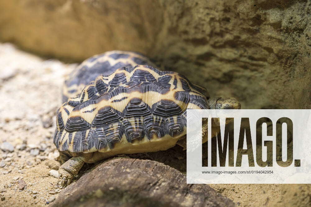 Spider tortoise, Pyxis arachnoides, sitting on sandam 20 10 2022 at ...