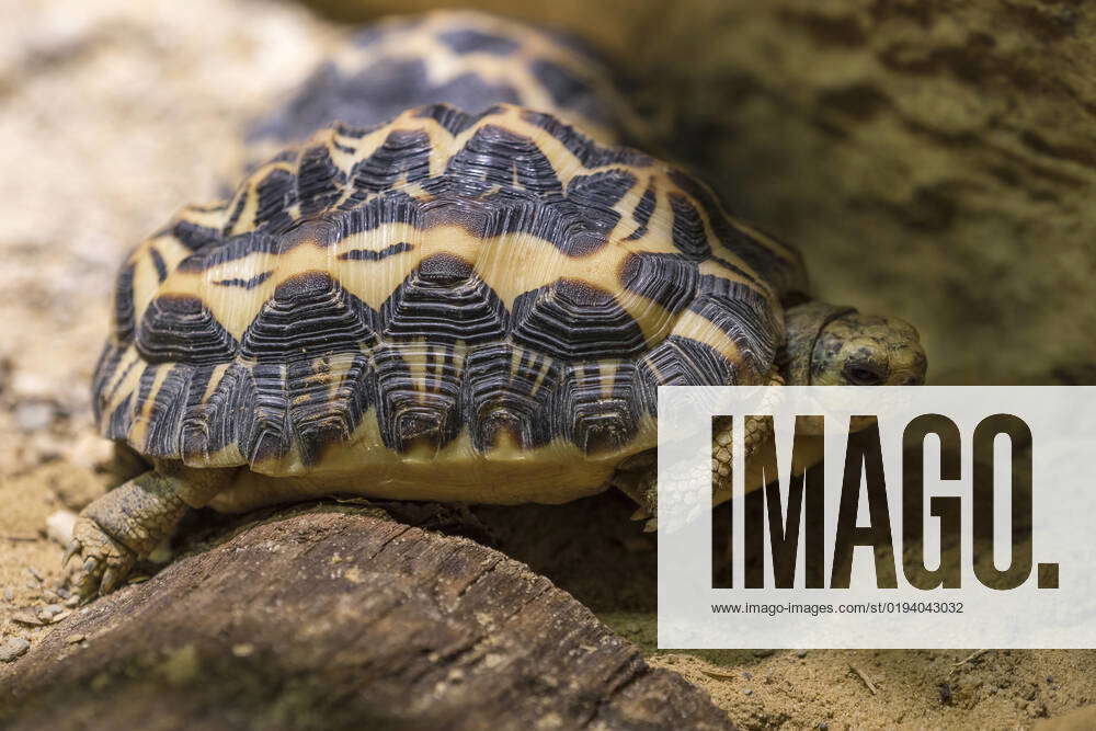 Spider tortoise, Pyxis arachnoides, sitting on sandam 20 10 2022 at ...