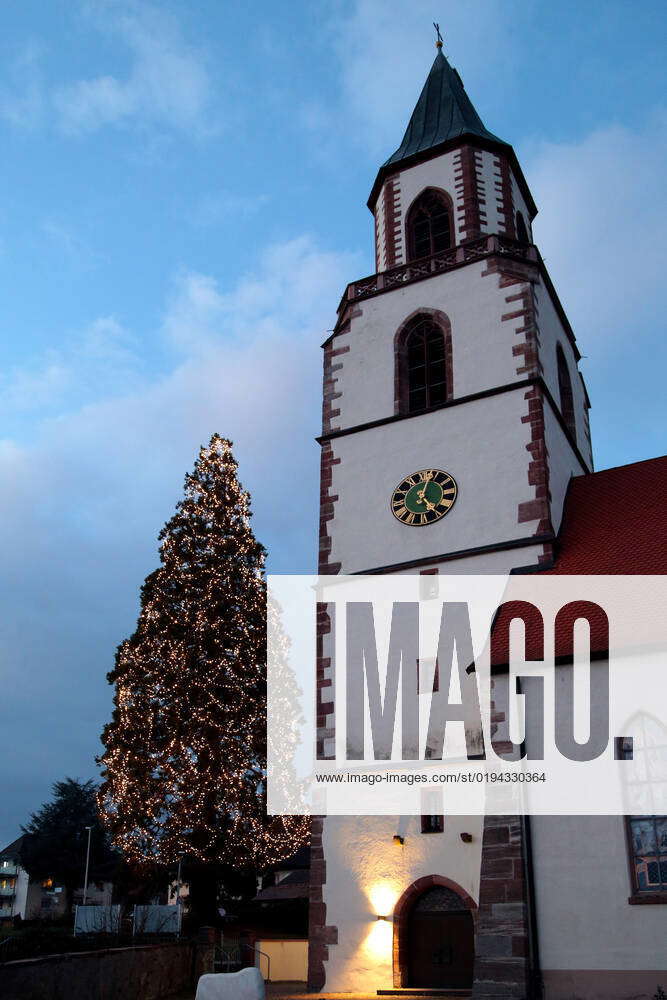 Höchster selbstwachsender Weihnachtsbaum in Rheinfelden Eichsel