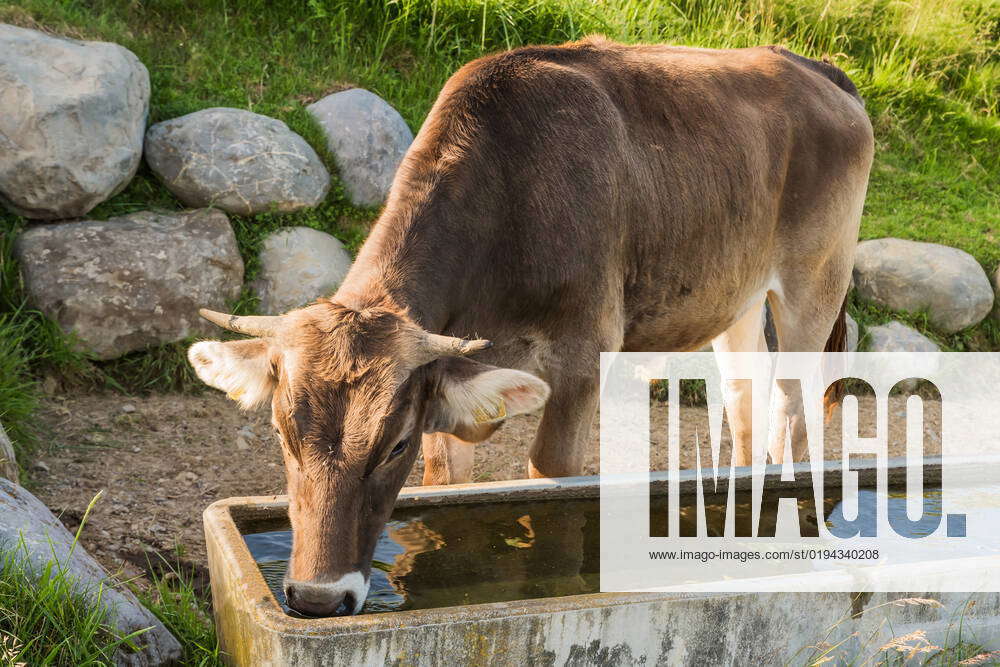 Kuh trinkt aus Wassertrog Close up of a brown cow drinking water from trough Copyright