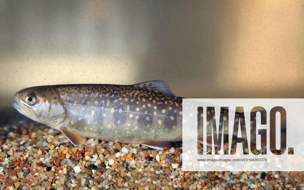 Süsswasserfisch Bachsaibling, Brook trout, Salvelinus fontinalis ... Süsswasserfisch Bachsaibling, Brook trout, Salvelinus fontinalis ...