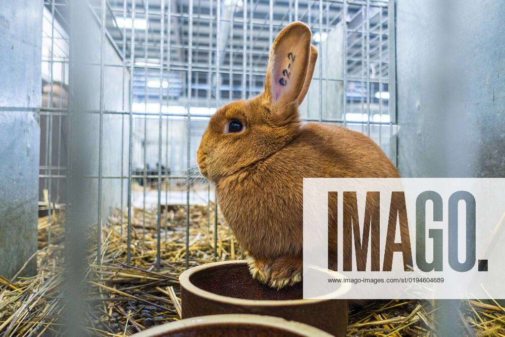 Czech Red Rabbit at the National exhibition of farming animals Animal ...