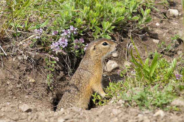 Europäisches Ziesel (Spermophilus citellus) - European ground squirrel ...