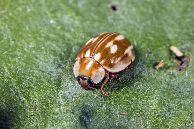 Laengsfleckiger Marienkaefer, Longitudinal stripe Marienkaefer, striped ...