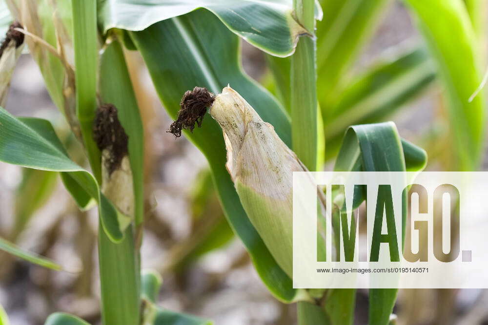 Close Up Of Corn Ears Bright Greens Nice Detail Shallow DOF Focus On close-up-of-corn-ears-bright-greens-nice-detail-shallow-dof-focus-on