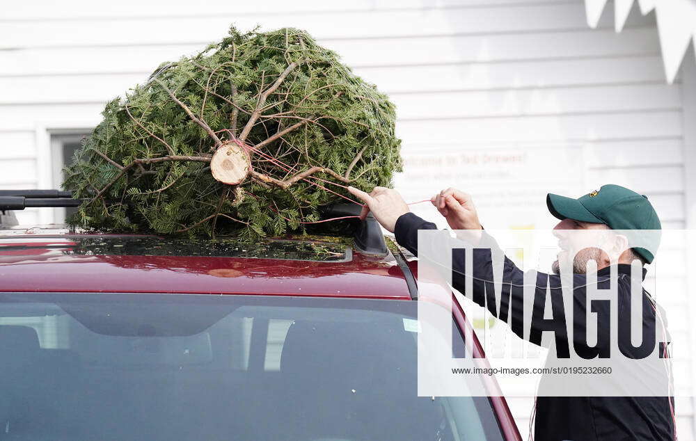Customer Joe Buttice works to secure a newly purchased Christmas tree