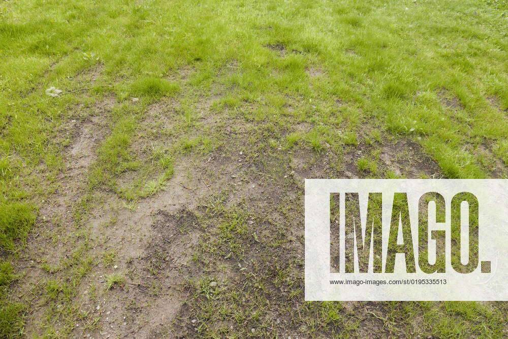 A muddy patch of lawn with poorly grown grass. , 8563574, lawn, grass