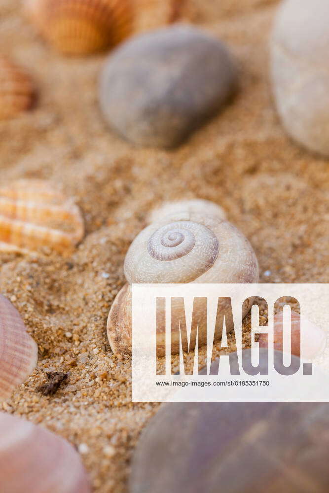 Natural sea shells on sand Natural sea shells on