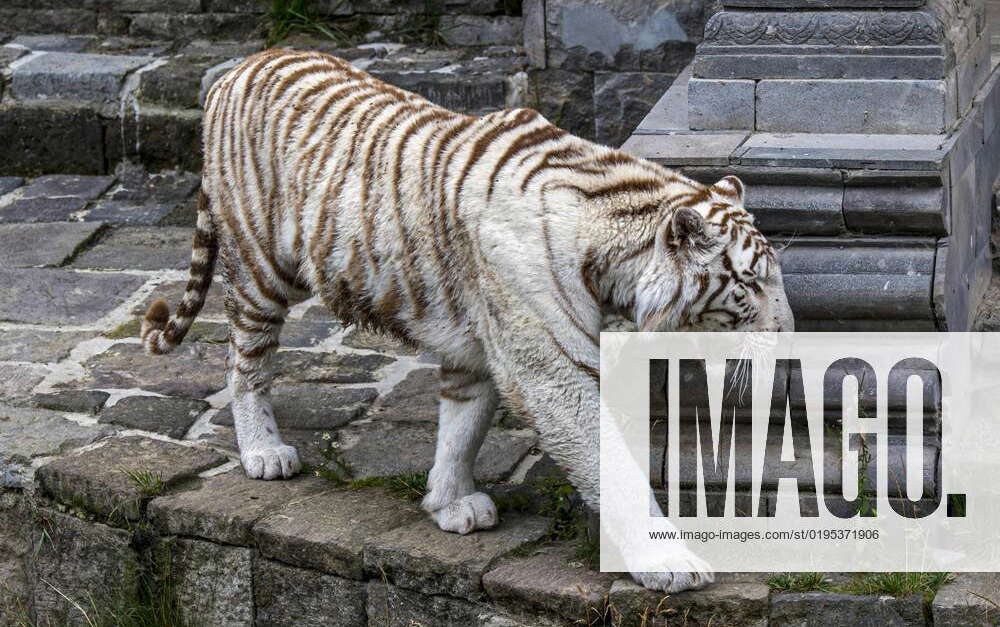 White Tiger, bleached Tiger pigment variant of Bengali Tigers Panthera