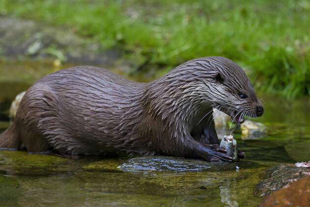 European River Otter Lutra Lutra eats Fish at River