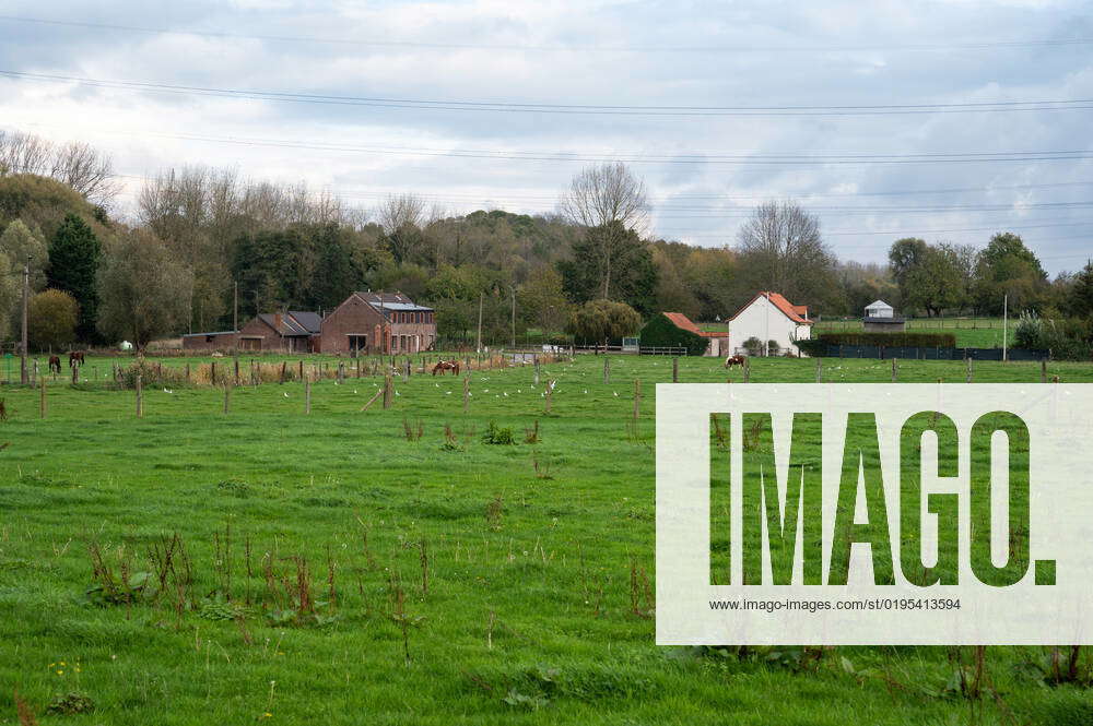 Green fields, grazing deer and farms at the Flemish countryside around ...