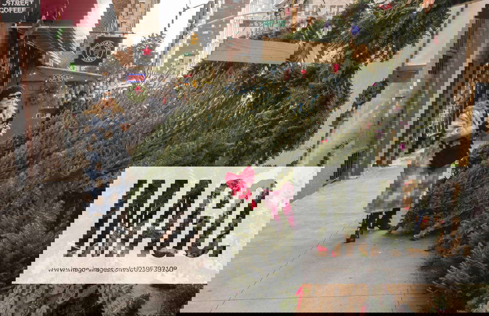 NY Christmas trees in New York Christmas tree seller?s forest in the