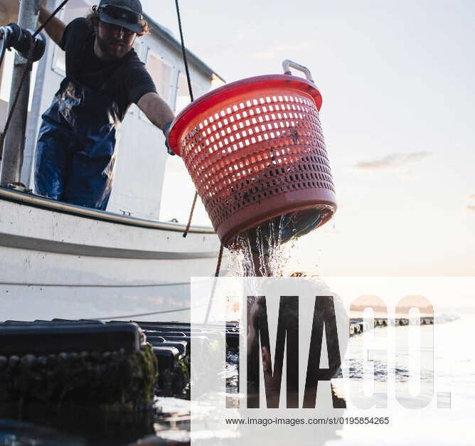 Oyster harvesting at sunrise on Narragansett Bay Portsmouth, Rhode