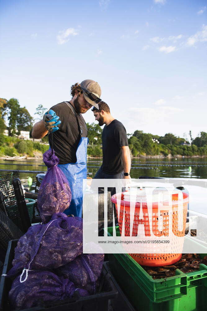 Oyster harvesting at sunrise on Narragansett Bay Portsmouth, Rhode
