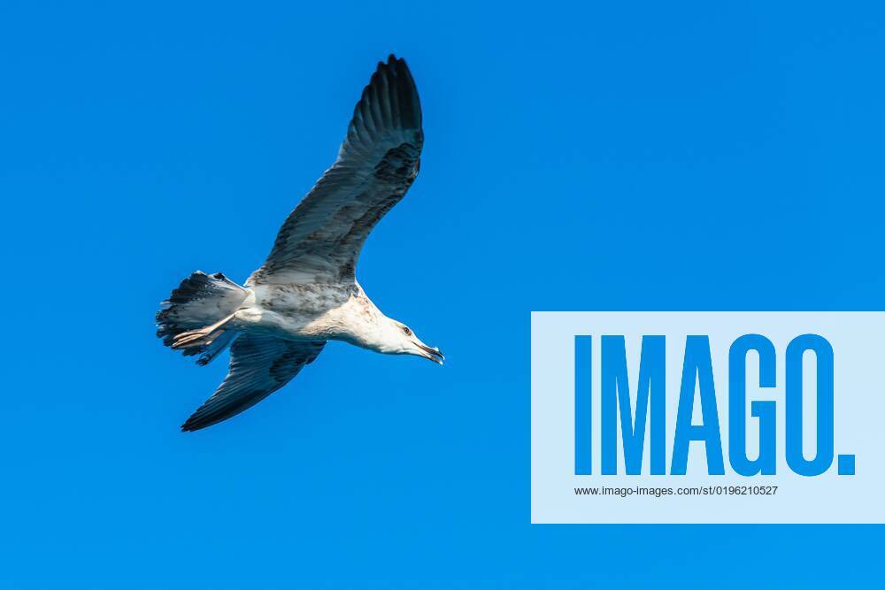 herring gull Larus argentatus at Flight