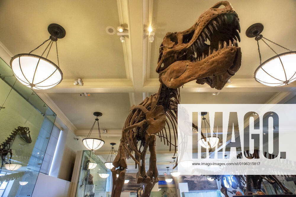 The Fossils Of A Tyrannosaurus Rex Are Exhibited At The American Museum ...