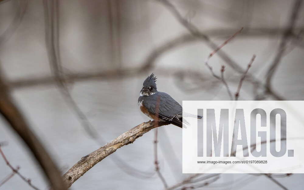 Great Blue Heron And Kingfisher At Oxbow Nature Conservancy In